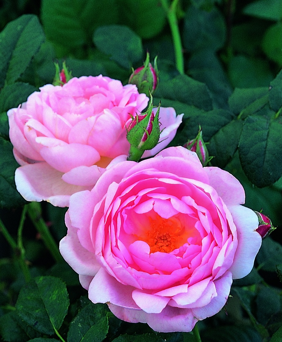 セプタード・アイル (Ausland)(大苗予約)7号鉢植え バラ苗 《農林水産省 登録品種》 イングリッシュローズ(デビッド・オースチンローズ)