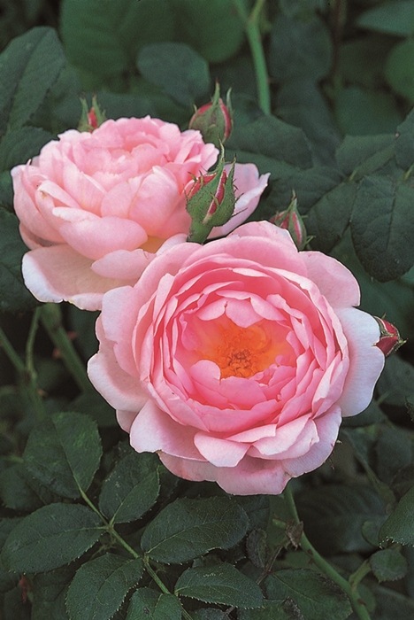 セプタード・アイル (Ausland)(大苗予約)7号鉢植え バラ苗 《農林水産省 登録品種》 イングリッシュローズ(デビッド・オースチンローズ)