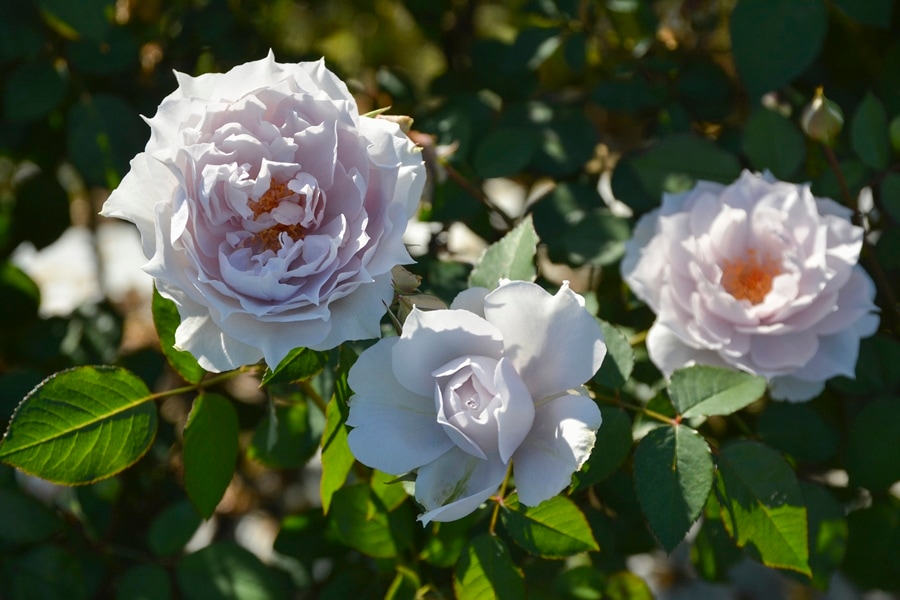 ザ・セレスティアル（大苗）7号鉢植え　バラ苗　ロサ・オリエンティス   プログレッシオシリーズ 《種苗登録出願中》