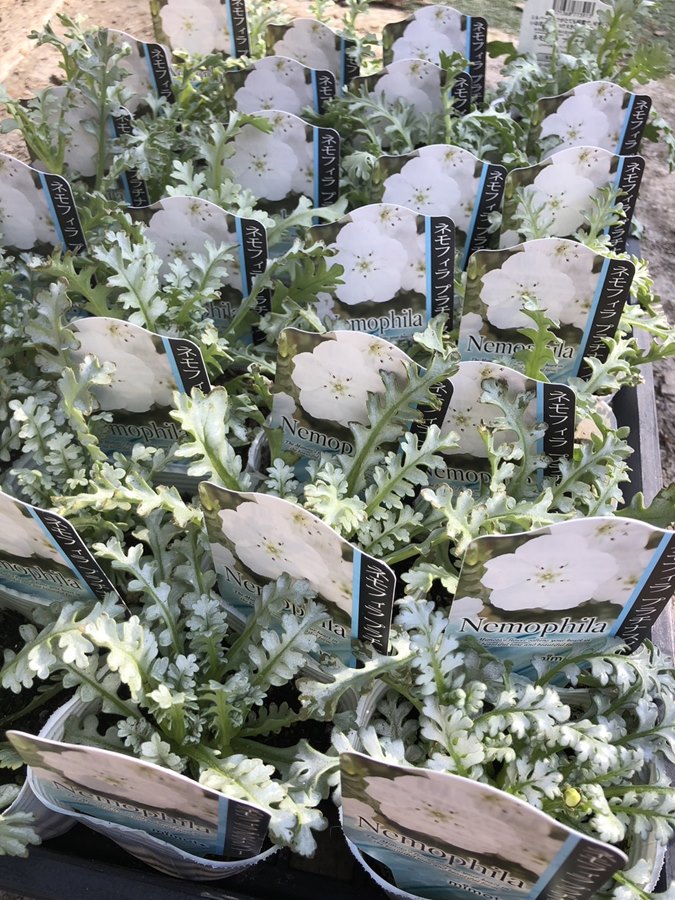ネモフィラ ・プラチナスノー 耐寒性一年草 | 一年草 | | バラとハーブ