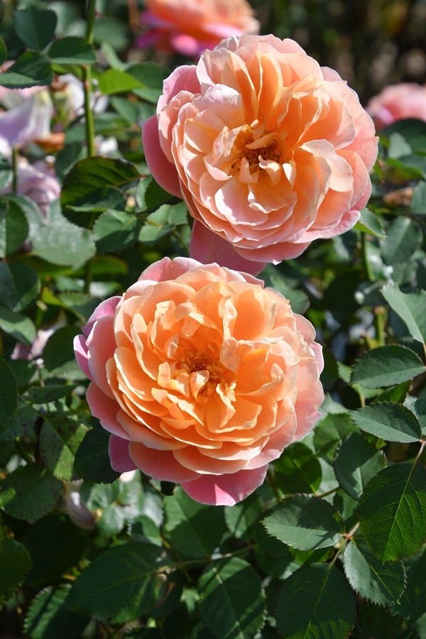 タペストリー（大苗）7号鉢植え　バラ苗　ロサ・オリエンティス   プログレッシオシリーズ 《種苗登録出願中》