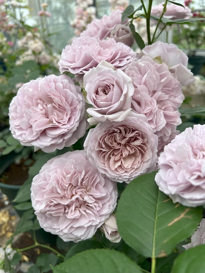 ル・ソワール（新苗） 7号鉢植え バラ苗 四季咲き シュラブローズ 河本