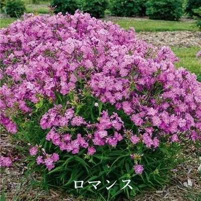 フロックス ’オープニングアクト’　宿根フロックス　11cmPWトールポット