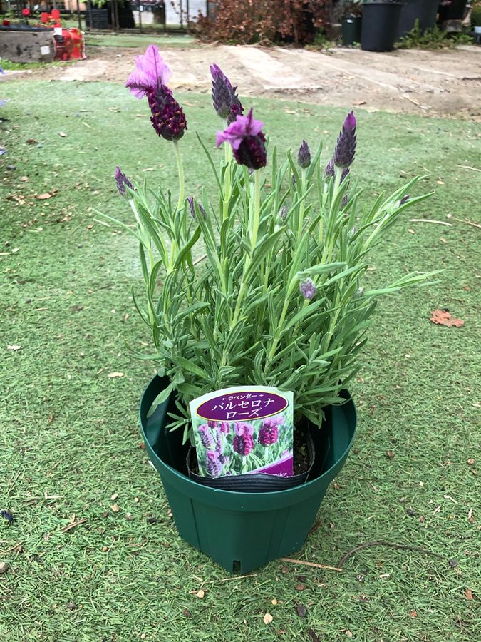 ストエカスラベンダー ’バルセロナローズ’ 花付き フレンチラベンダー ハーブ苗 5号スリット鉢植え