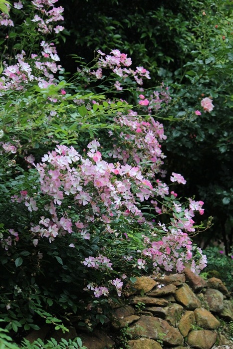 桜木（さくらぎ）（大苗予約）7号鉢植え 《契約品種》 四季咲き