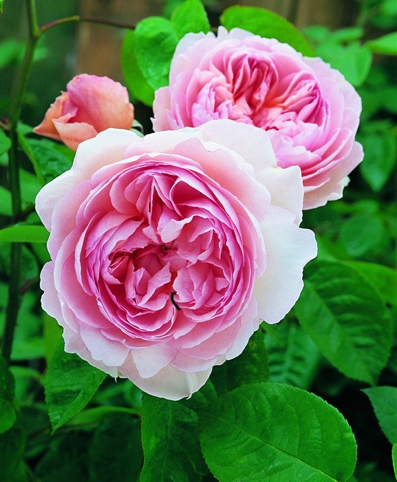 ジェントル・ハーマイオニー（Ausrumba）（大苗予約）7号鉢植え　バラ苗　《農林水産省 登録品種》　イングリッシュローズ（デビッド・オースチンローズ）