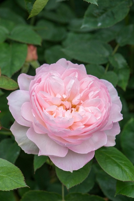 ジェントル・ハーマイオニー（Ausrumba）（大苗予約）7号鉢植え　バラ苗　《農林水産省 登録品種》　イングリッシュローズ（デビッド・オースチンローズ）