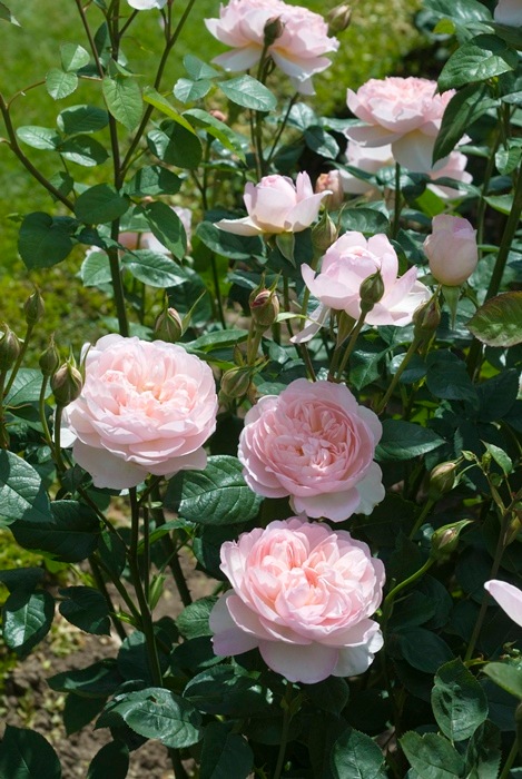 ジェントル・ハーマイオニー（Ausrumba）（大苗予約）7号鉢植え　バラ苗　《農林水産省 登録品種》　イングリッシュローズ（デビッド・オースチンローズ）