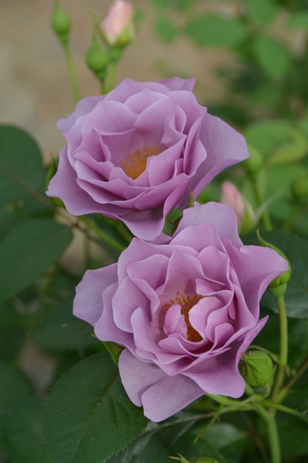 エリザベート バラ苗 Rosa Orientis 新苗 7号鉢