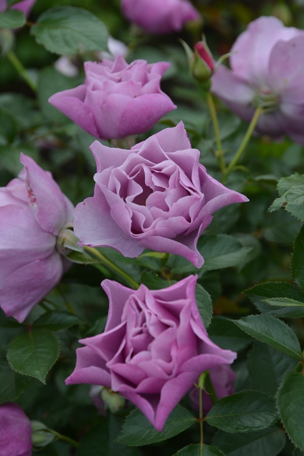 エリザベート バラ苗 Rosa Orientis 新苗 7号鉢 エリザベート バラ苗 Rosa Orientis 新苗 7号鉢 - メルカリ