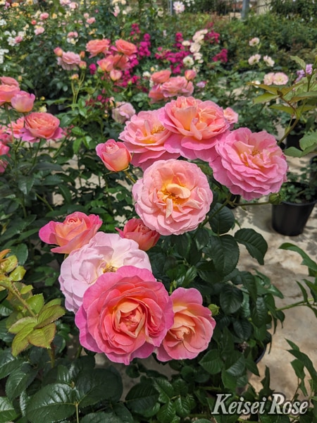 ドルンブルガー・シュロスローズ（大苗予約）7号鉢植え バラ苗