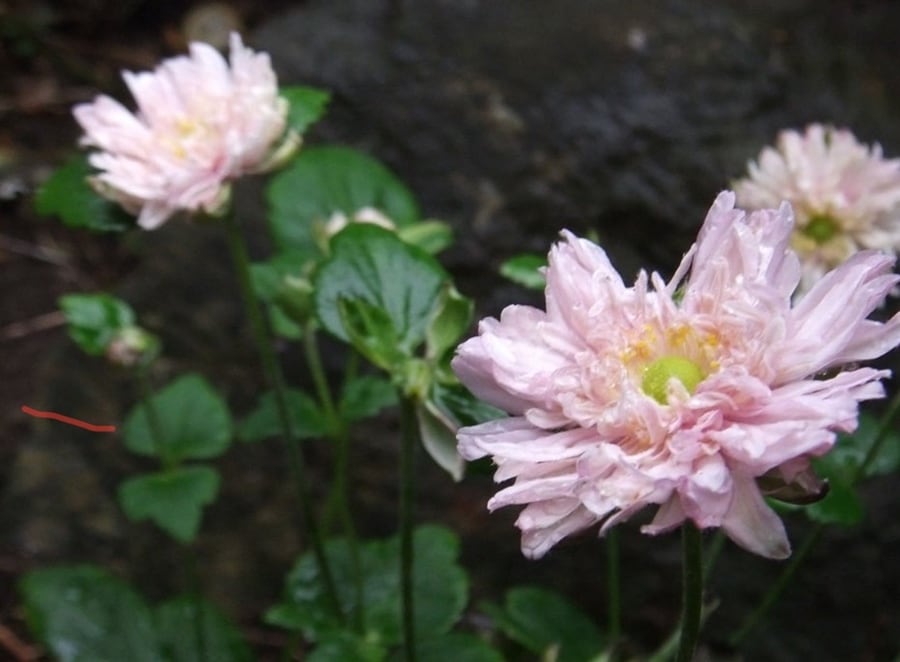 シュウメイギク(秋明菊) ’セピア’ 八重咲き 宿根草 10.5cmロングポット