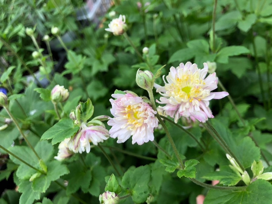 シュウメイギク(秋明菊) ’セピア’ 八重咲き 宿根草 10.5cmロングポット
