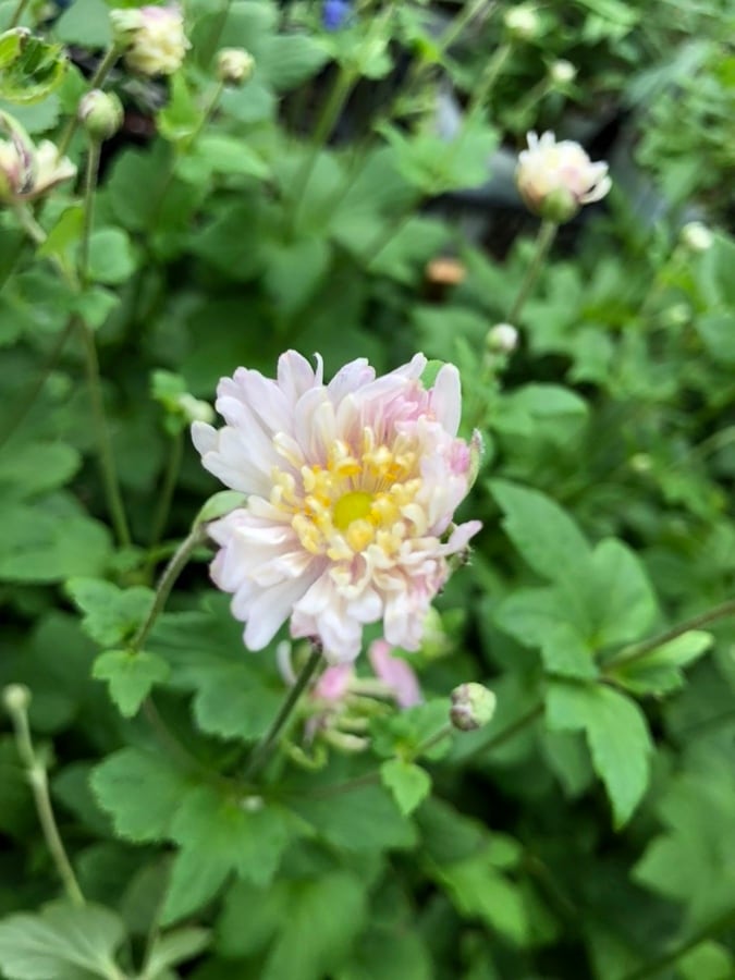 シュウメイギク(秋明菊) ’セピア’ 八重咲き 宿根草 10.5cmロングポット