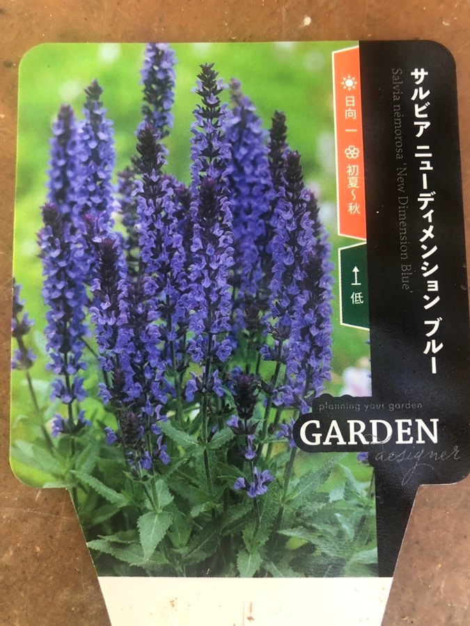 サルビア・ネモローサ  　宿根草　10.5cmポット
