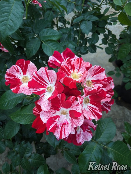 シムサラビン!(大苗)7号鉢植え バラ苗 四季咲き中輪房咲き系(フロリバンダローズ) コルデス 《農林水産省 登録品種》