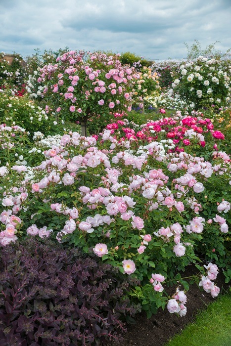 スキャボロ・フェアー（大苗予約）7号鉢植え　バラ苗　《農林水産省 登録品種》　イングリッシュローズ（デビッド・オースチンローズ）