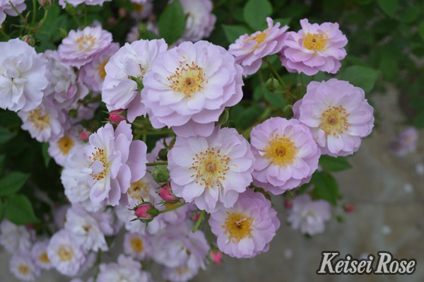 トゥインクル・ブローチ（大苗）7号鉢植え　バラ苗　四季咲き　つるバラ　メイアン  《農林水産省 登録品種》