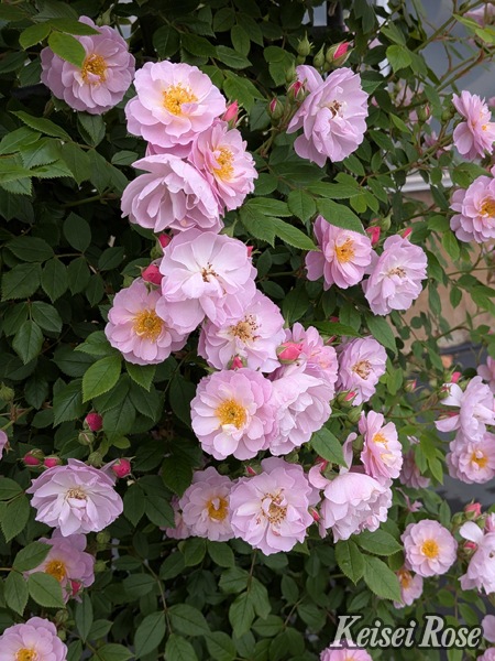 トゥインクル・ブローチ（大苗）7号鉢植え　バラ苗　四季咲き　つるバラ　メイアン  《農林水産省 登録品種》