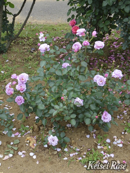 あいの風（あいのかぜ）（大苗予約）7号鉢植え バラ苗 シュラブ