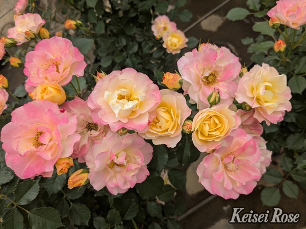 シトリン・ルージュ（大苗予約）7号鉢植え バラ苗 四季咲き中輪房咲き