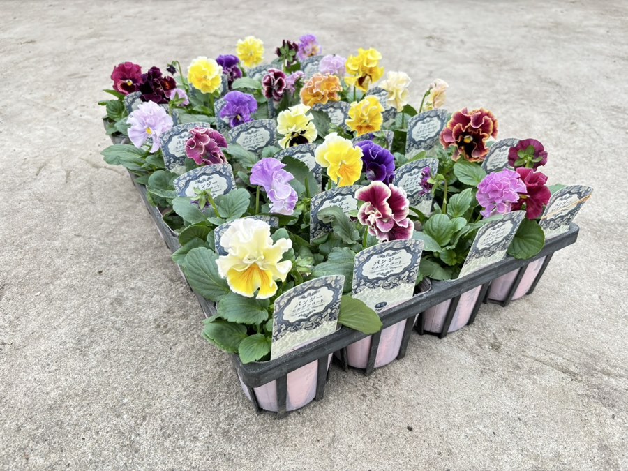 M可愛い♡パンジー♡モルゲンロート♡遊花♡３号♡ポットごと宅急便コンパクト E可愛い♡パンジー♡モルゲンロート♡遊花♡3号♡ポットごと宅急便