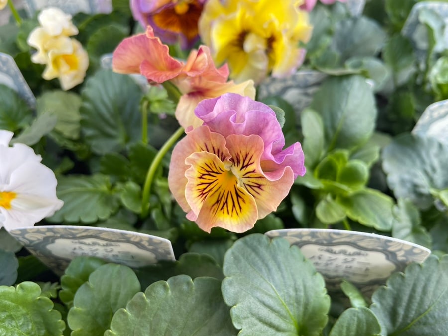 パンジー 'モルゲンロート'（花色指定不可） 中輪フリル咲き 一年草