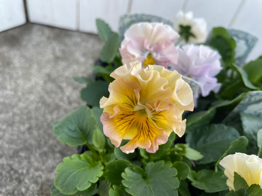 パンジー 'モルゲンロート'（花色指定不可） 中輪フリル咲き 一年草