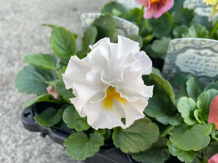 パンジー 'モルゲンロート'（花色指定不可） 中輪フリル咲き 一年草