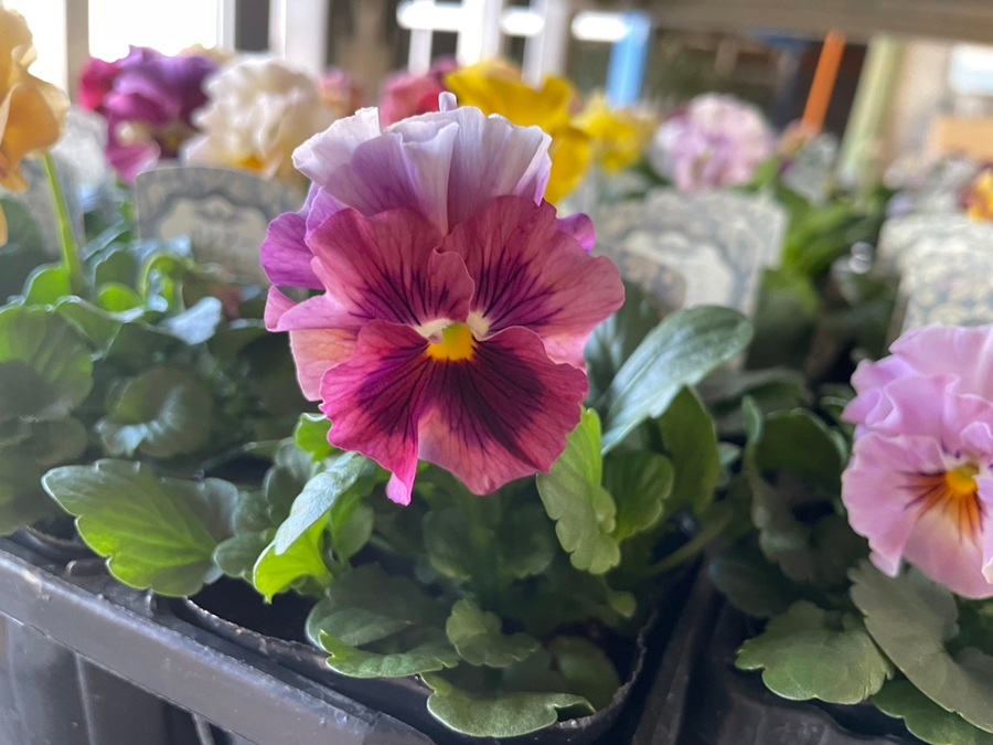 パンジー 'モルゲンロート'（花色指定不可） 中輪フリル咲き 一年草