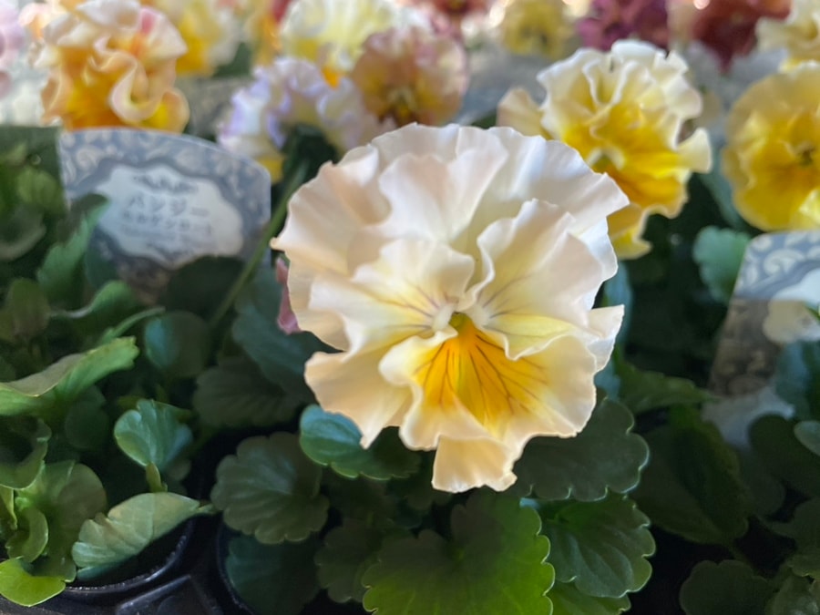 パンジー 'モルゲンロート'（花色指定不可） 中輪フリル咲き 一年草