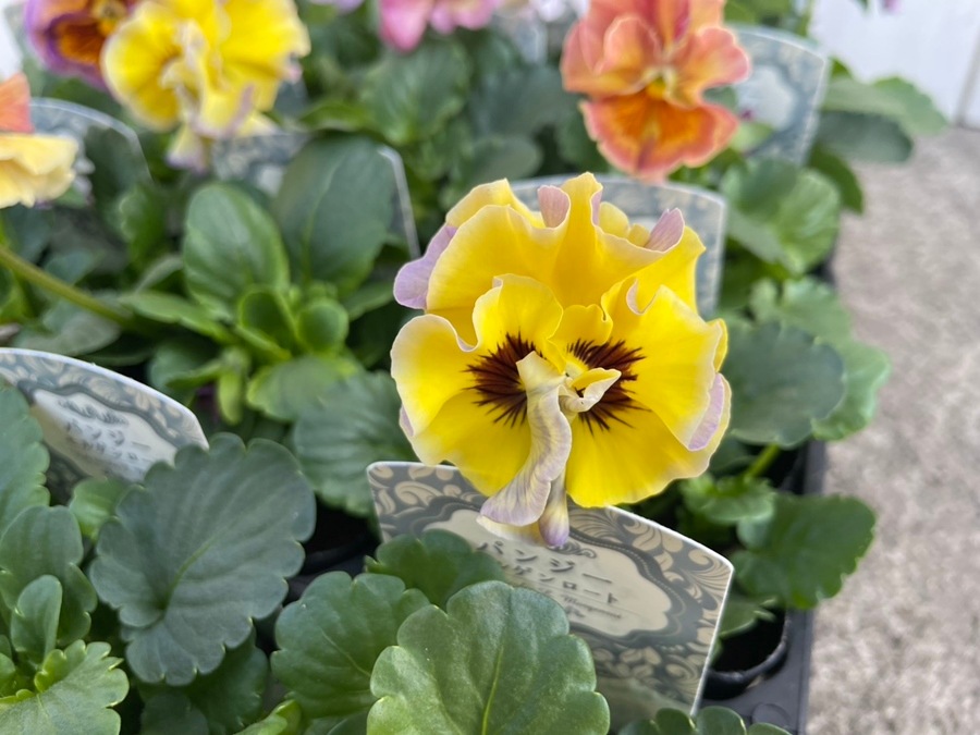 パンジー 'モルゲンロート'（花色指定不可） 中輪フリル咲き 一年草