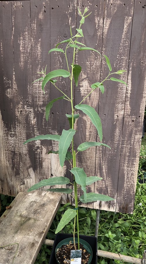 レモンユーカリ ハーブ苗 7号鉢植え