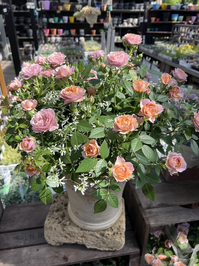 ミニバラ　’カーナハニーゴールド’　7号鉢植え　バラ苗