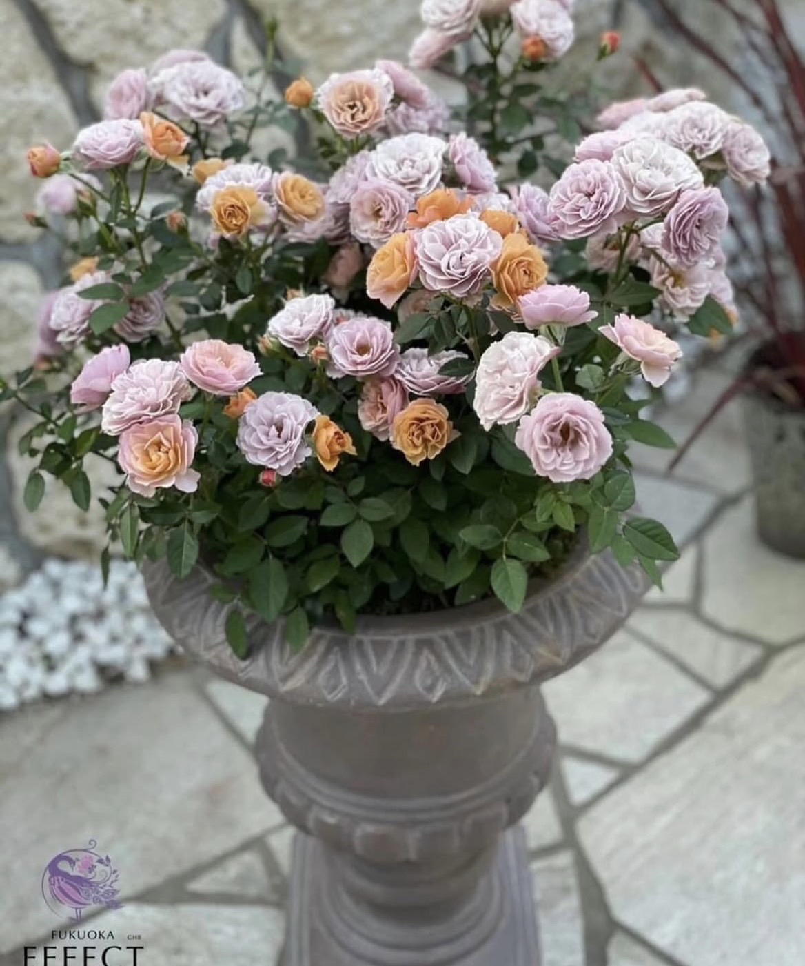 ミニバラ　’カーナハニーゴールド’　7号鉢植え　バラ苗