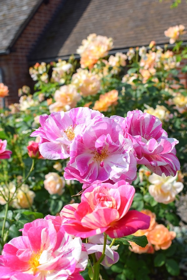 ザ・キングズ・ローズ(Ausa27a16)（大苗予約）7号鉢植え