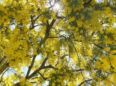 春告げ箱  / {Botanical  box _ mimosa｝