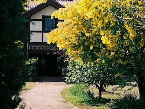 春告げ箱  / {Botanical  box _ mimosa｝