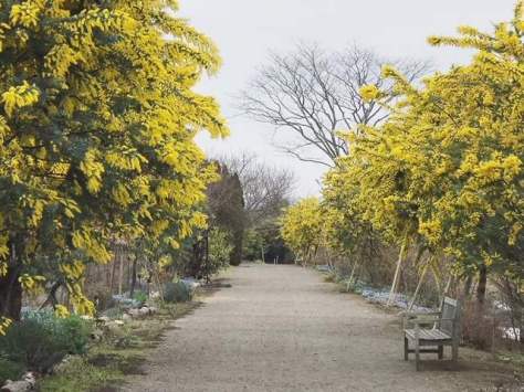 春告げ箱  / {Botanical  box _ mimosa｝