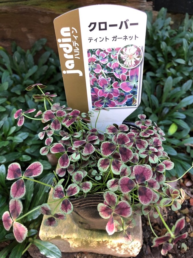 クローバー ’ティント’　 宿根草　9cmポット