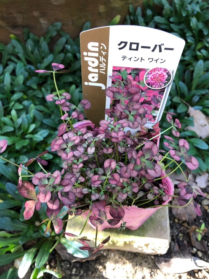 クローバー ’ティント’　 宿根草　9cmポット