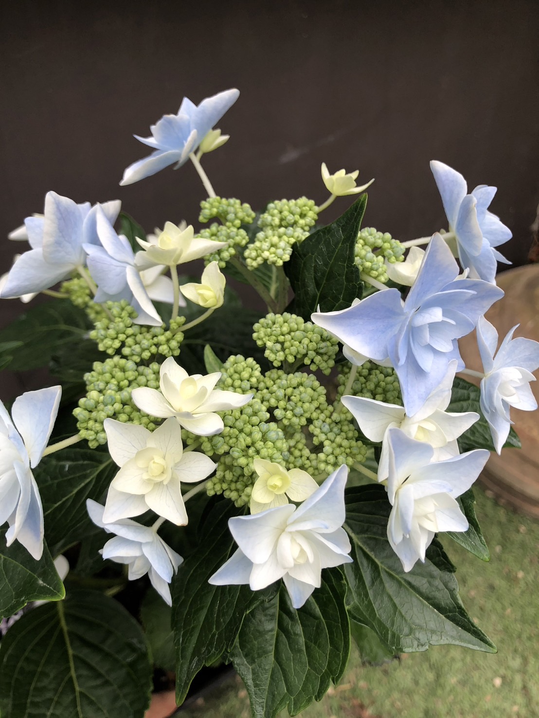 ハイドランジア　’こんぺいとう’　耐寒性落葉低木　アジサイ　6号鉢植え