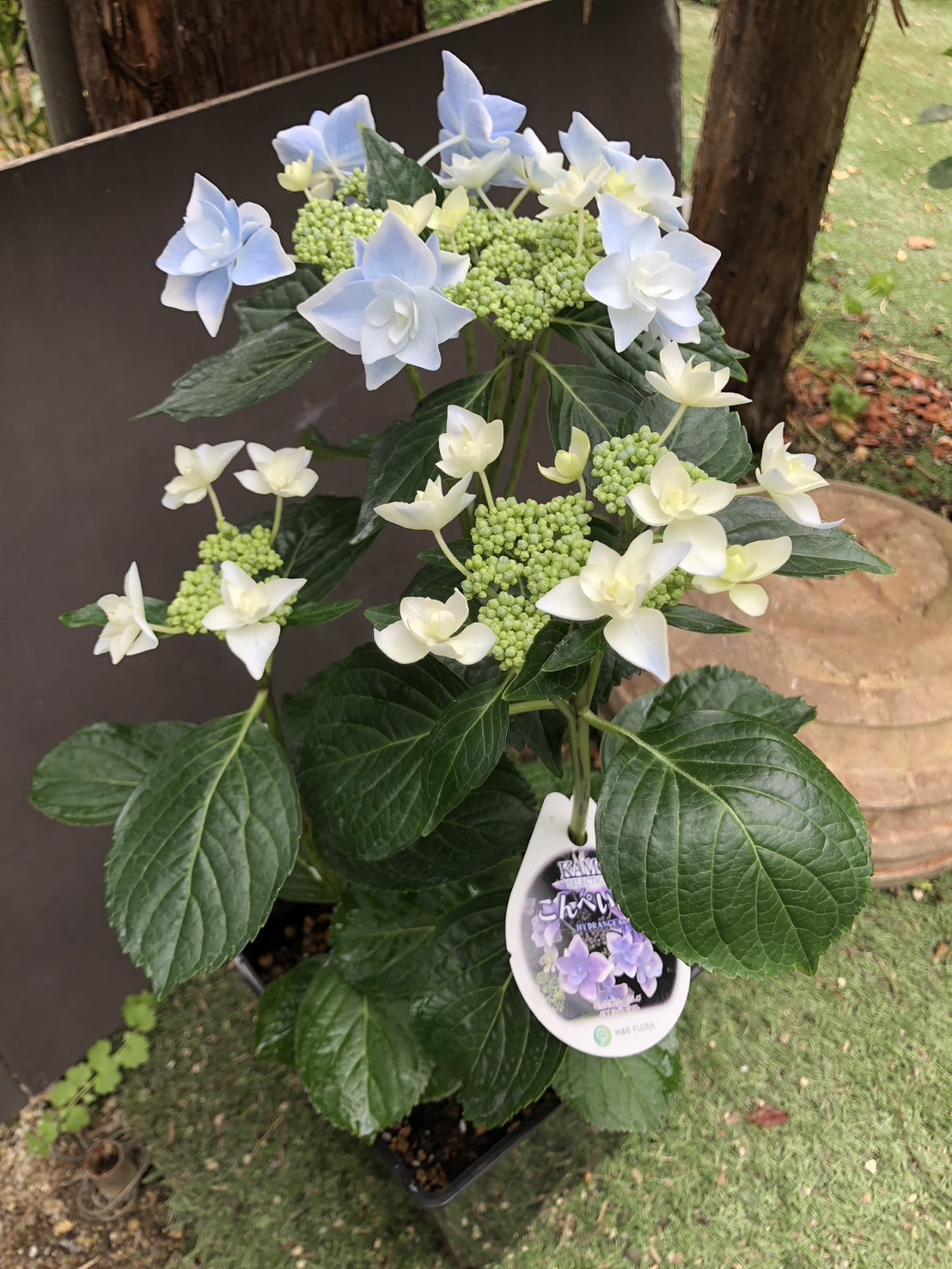 ハイドランジア　’こんぺいとう’　耐寒性落葉低木　アジサイ　6号鉢植え