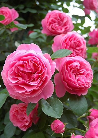 レオナール★美品！人気の黒にピンク薔薇&amp;ペイズリー華やかクラシカルカットソー バラ苗 【ビターカヌレ】 (新苗) ハイブリッドティー 四季咲き 大輪 赤