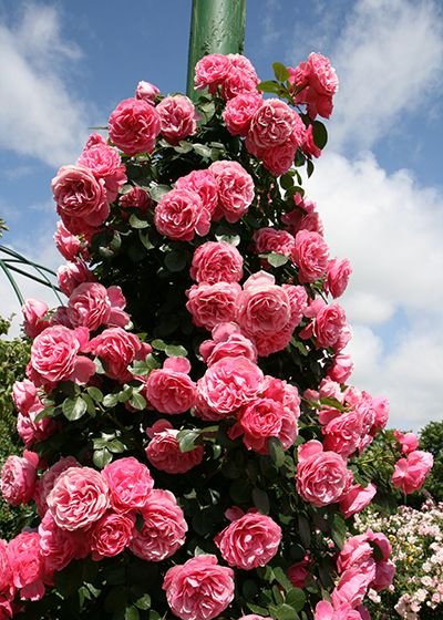 レオナルド・ダ・ヴィンチ（新苗）7号鉢植え バラ苗 つるバラ ピンク
