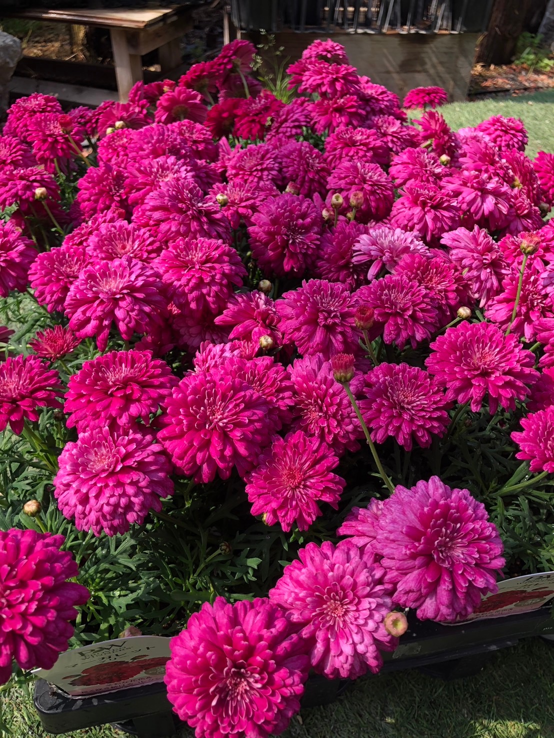 八重咲きマーガレット 'マリー' 宿根草 PW 2025年新品種 アンティーク