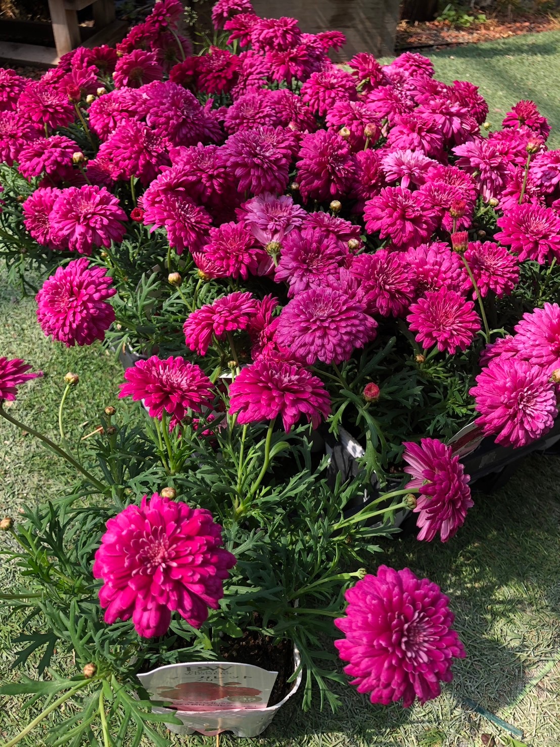 八重咲きマーガレット 'マリー' 宿根草 PW 2025年新品種 アンティーク