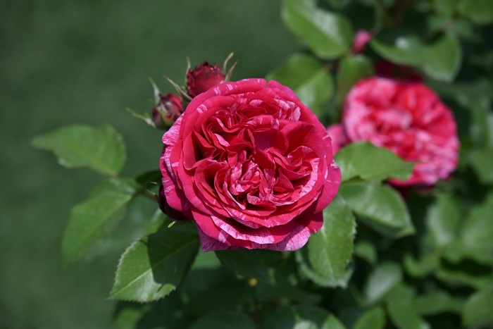 ベルト・モリゾ（大苗予約）7号鉢植え　 デルバール（Delbard） フレンチローズ 四季咲き バラ苗  《種苗登録出願中》