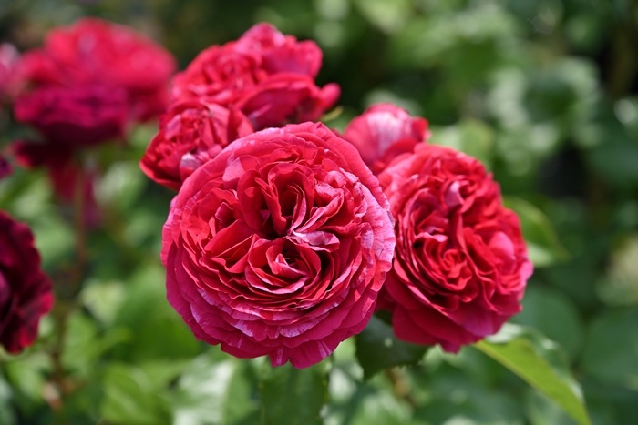ベルト・モリゾ（大苗予約）7号鉢植え　 デルバール（Delbard） フレンチローズ 四季咲き バラ苗  《種苗登録出願中》