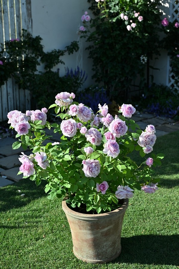レミエル（大苗予約）7号鉢植え kawamoto Rose Garden（河本バラ園